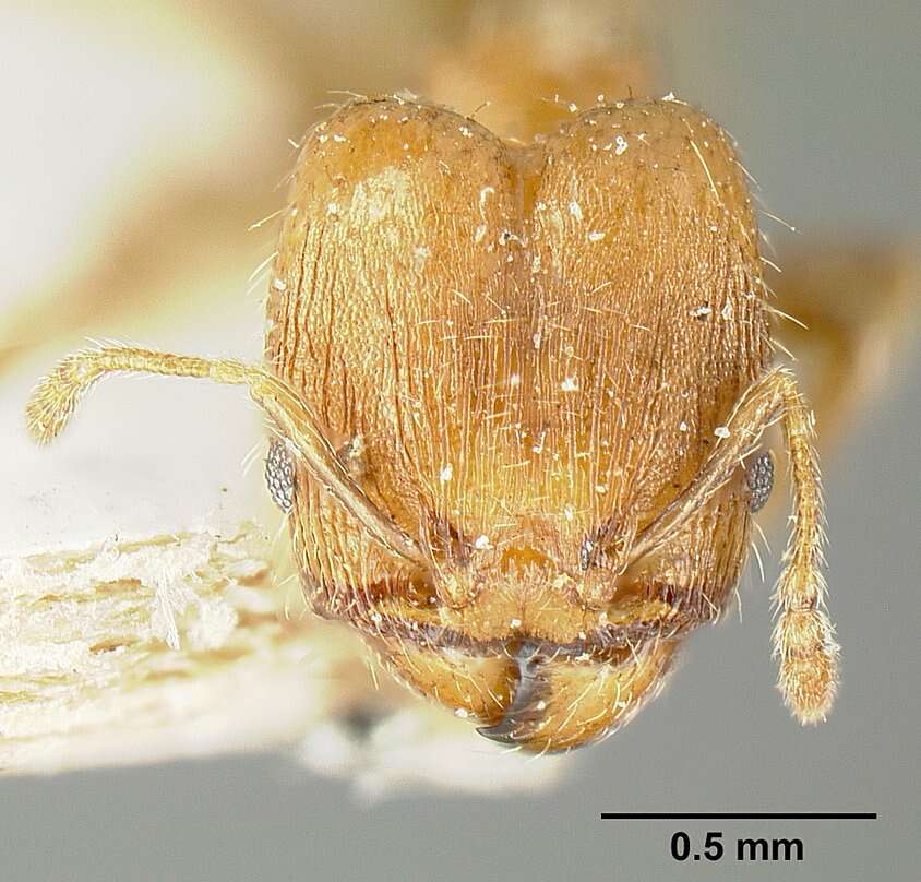 Image of Bilimek's Big-headed Ant