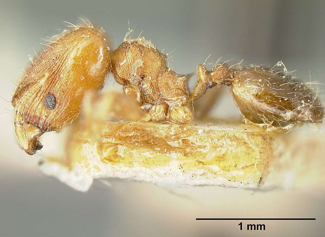 Image of Bilimek's Big-headed Ant