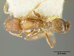 Image of Bilimek's Big-headed Ant