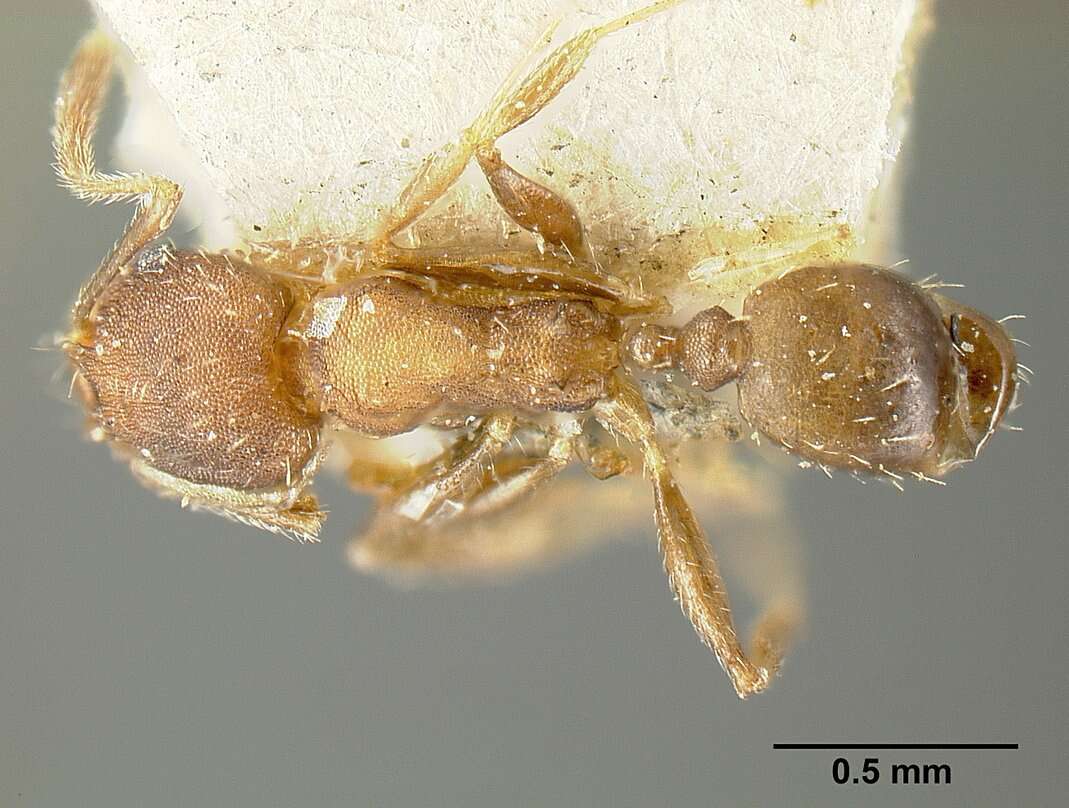 Image of Bilimek's Big-headed Ant