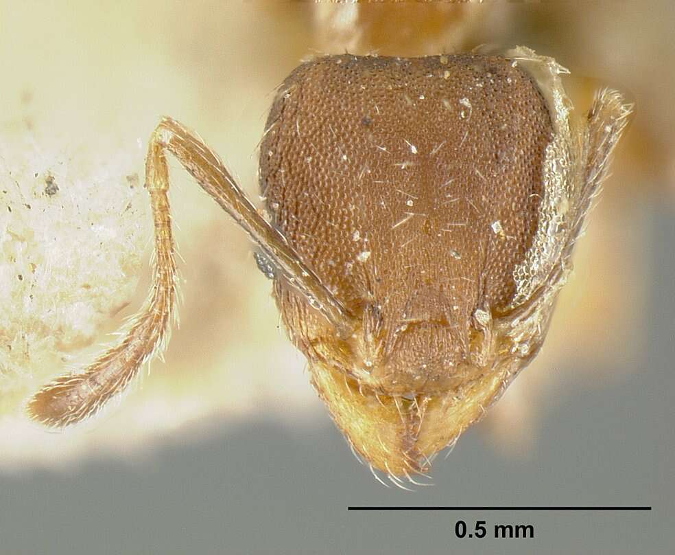 Image of Bilimek's Big-headed Ant