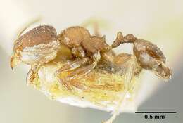 Image of Bilimek's Big-headed Ant