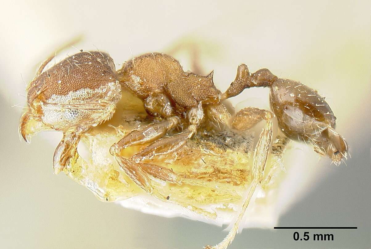Image of Bilimek's Big-headed Ant