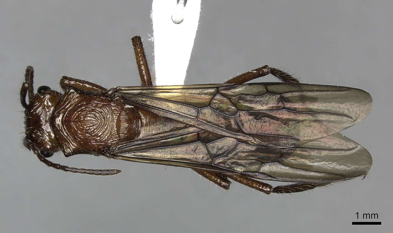 Ectatomma tuberculatum (Olivier 1792)的圖片