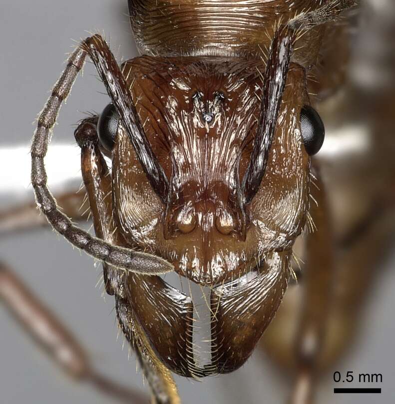 Ectatomma tuberculatum (Olivier 1792)的圖片