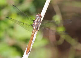 Image of Roseate Skimmer