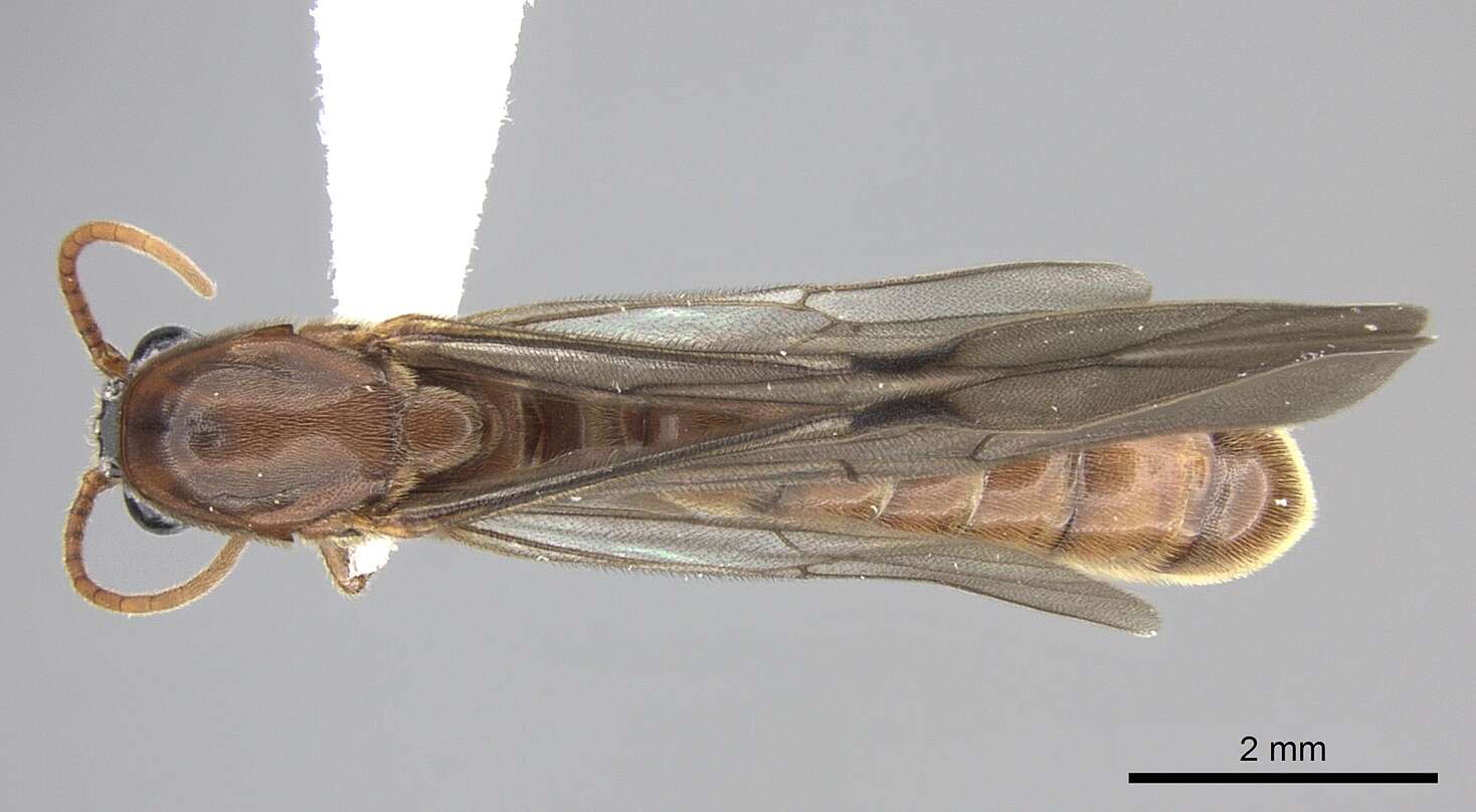 Image of Neivamyrmex fumosus (Forel 1913)