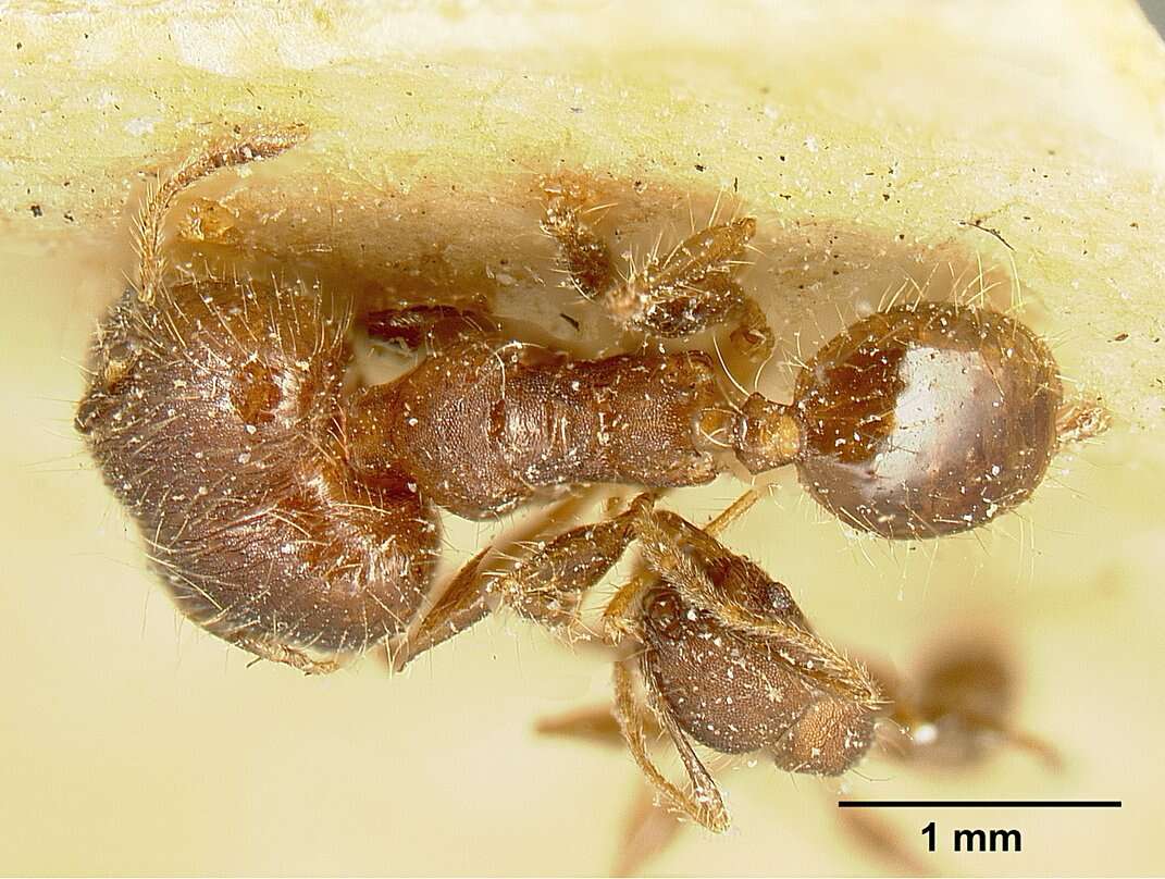 Image of Pheidole deceptrix Forel 1899