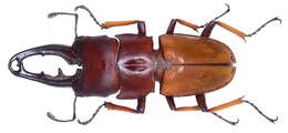 Leptinopterus tibialis (Eschscholtz 1822)的圖片