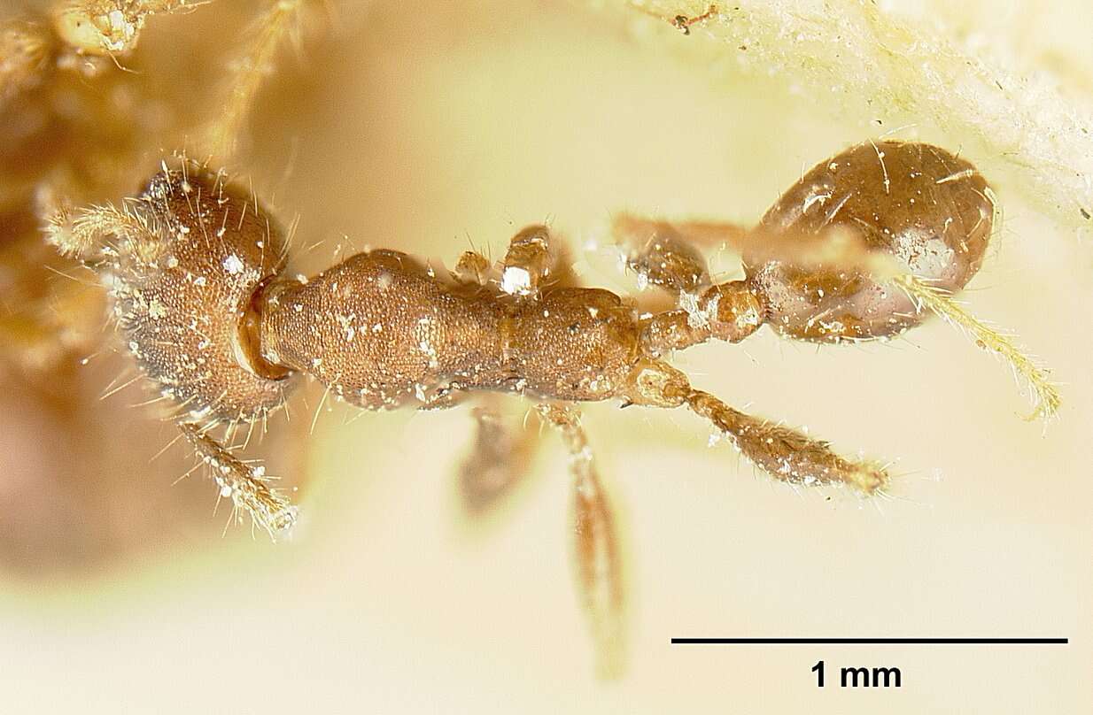 Image of Pheidole deceptrix Forel 1899