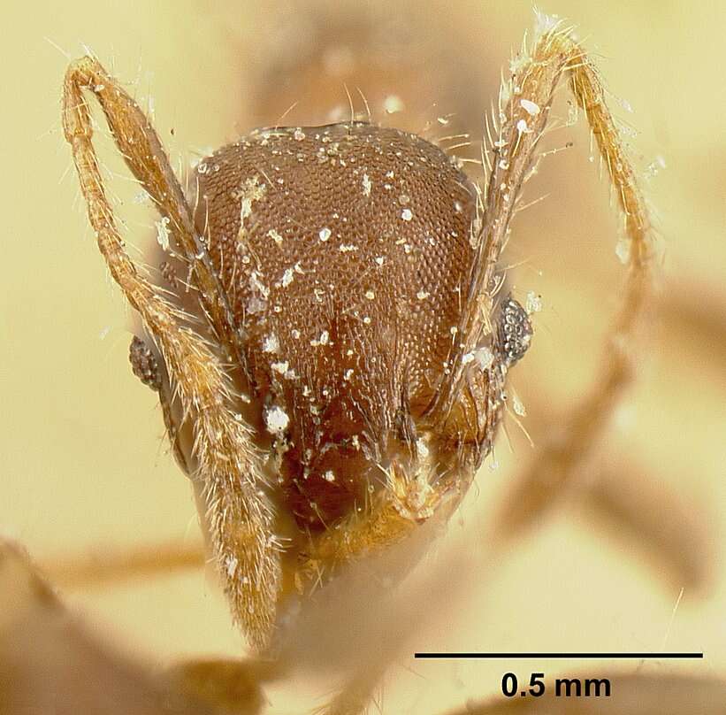 Image of Pheidole deceptrix Forel 1899