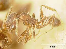 Image of Pheidole deceptrix Forel 1899