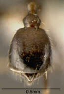 Image of Bilimek's Big-headed Ant