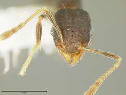 Image of Bilimek's Big-headed Ant