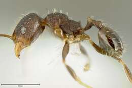 Image of Bilimek's Big-headed Ant