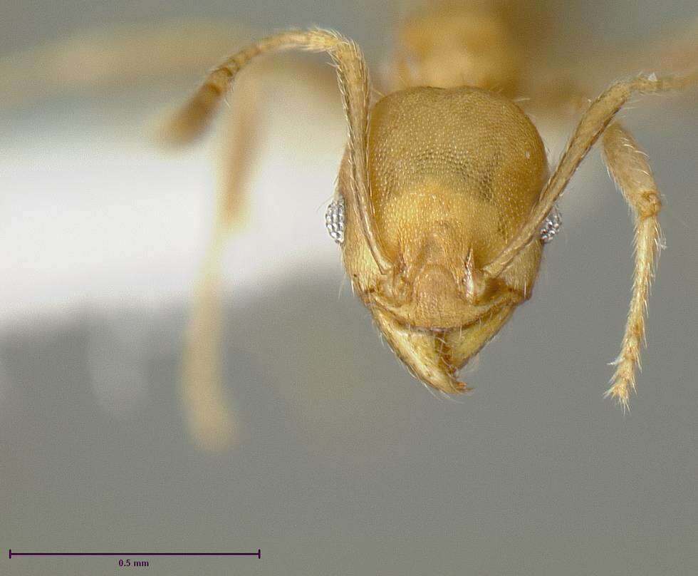 Image of Pheidole anastasii Emery 1896