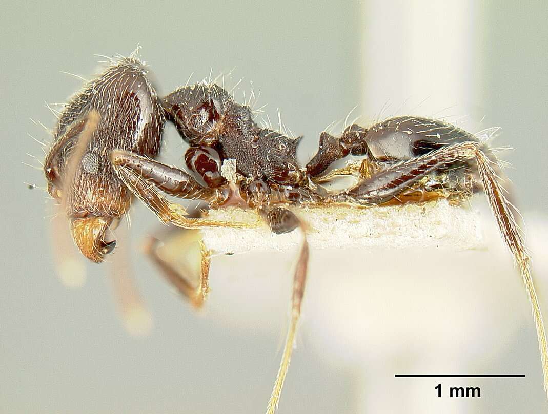 صورة Pheidole susannae Forel 1886