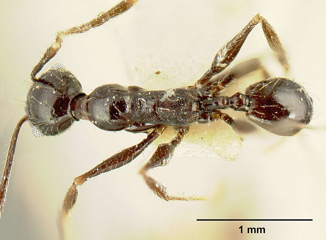 صورة Pheidole susannae Forel 1886