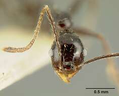 صورة Pheidole susannae Forel 1886