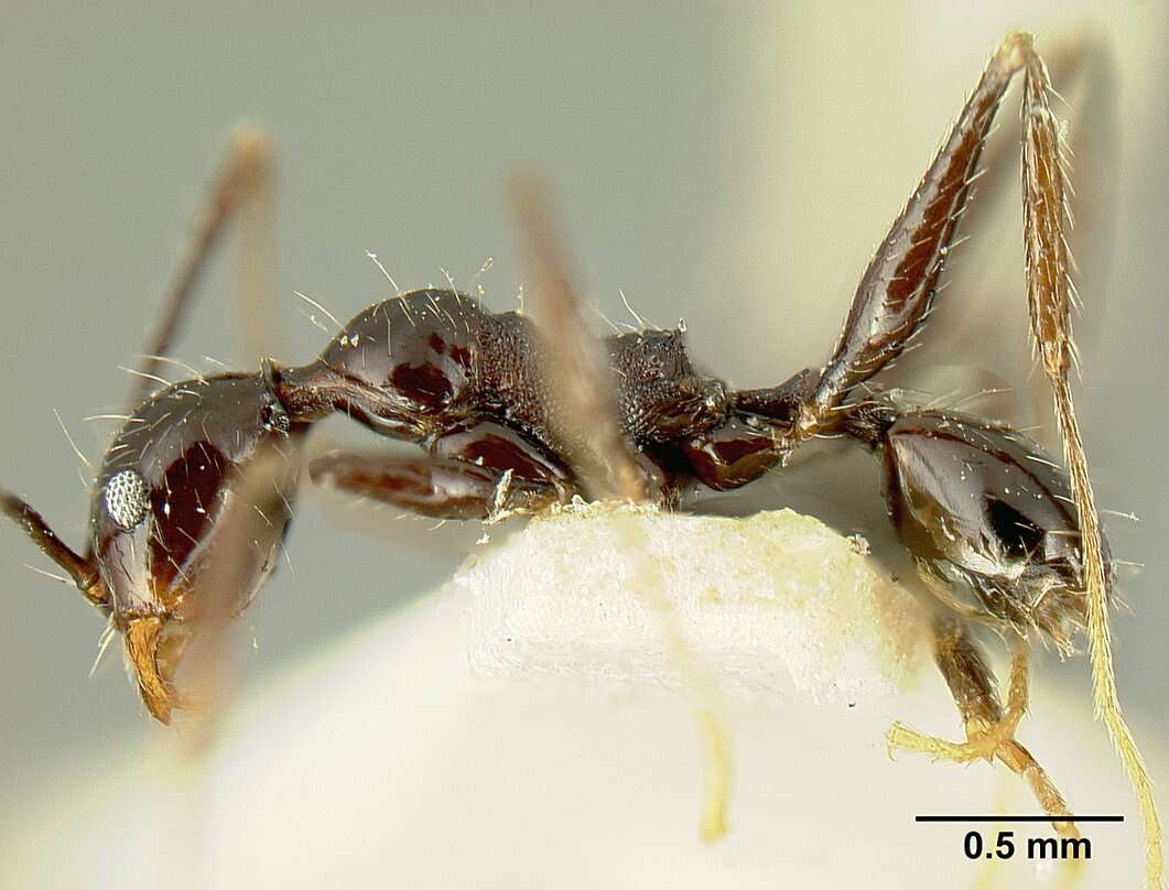 صورة Pheidole susannae Forel 1886