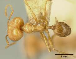 صورة Pheidole susannae Forel 1886