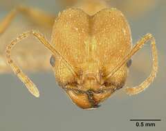 صورة Pheidole susannae Forel 1886