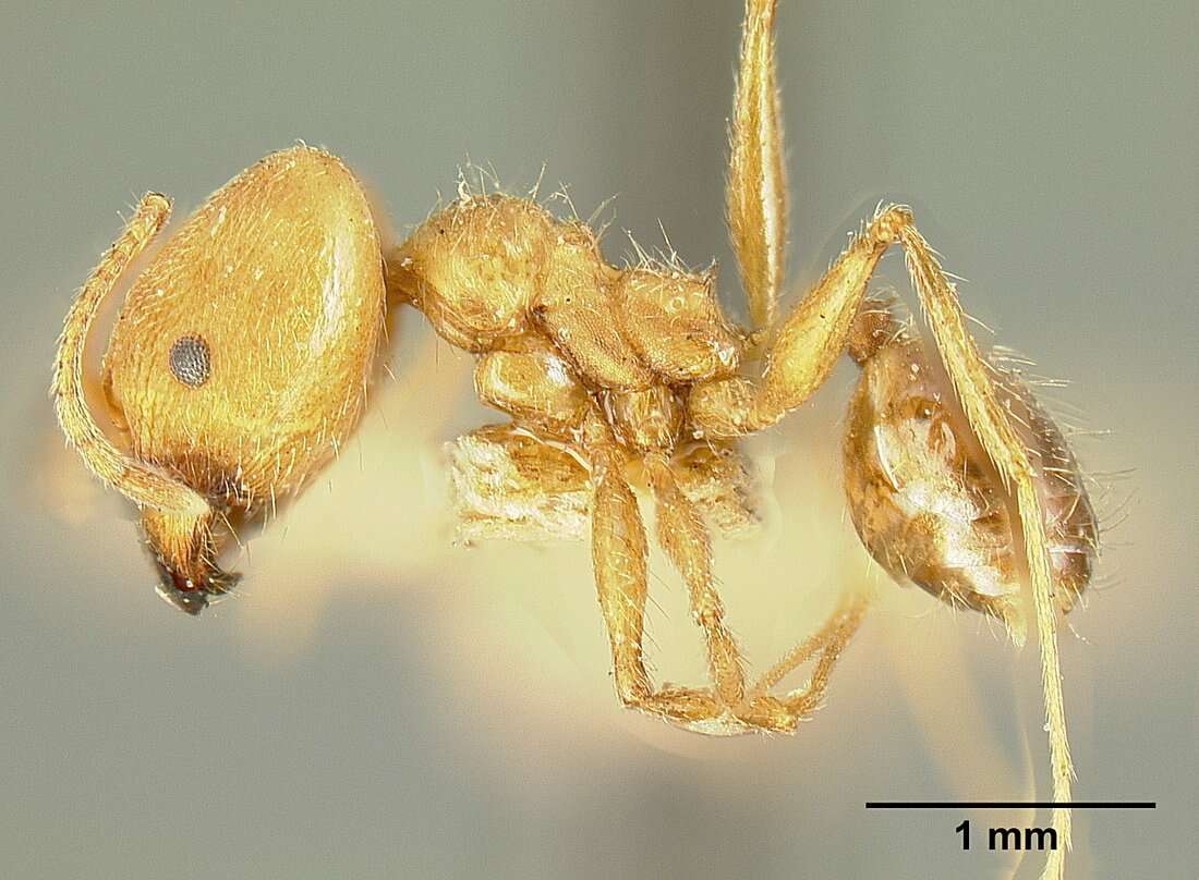 صورة Pheidole susannae Forel 1886