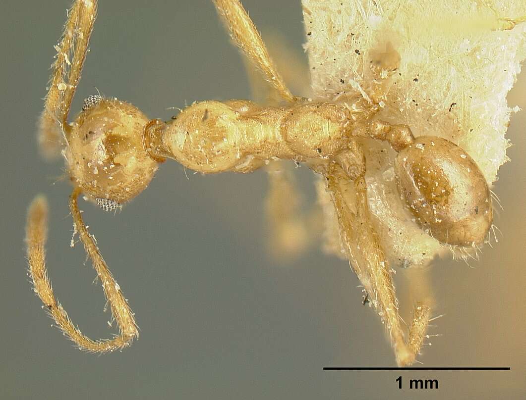 صورة Pheidole susannae Forel 1886