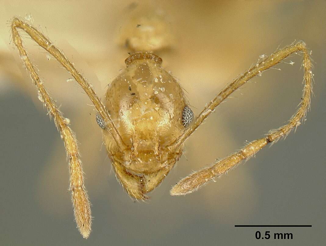 صورة Pheidole susannae Forel 1886