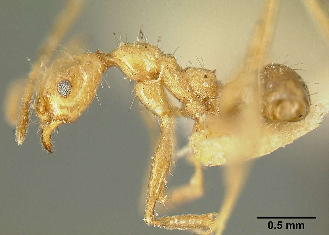 صورة Pheidole susannae Forel 1886