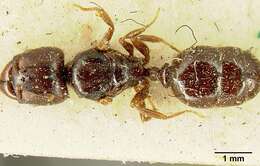 Image of Pheidole stulta Forel 1886