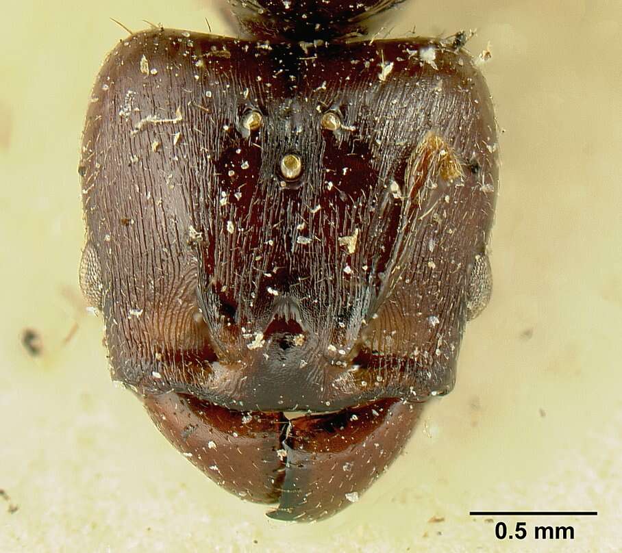 Image of Pheidole stulta Forel 1886