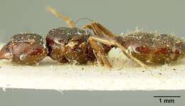 Image of Pheidole stulta Forel 1886