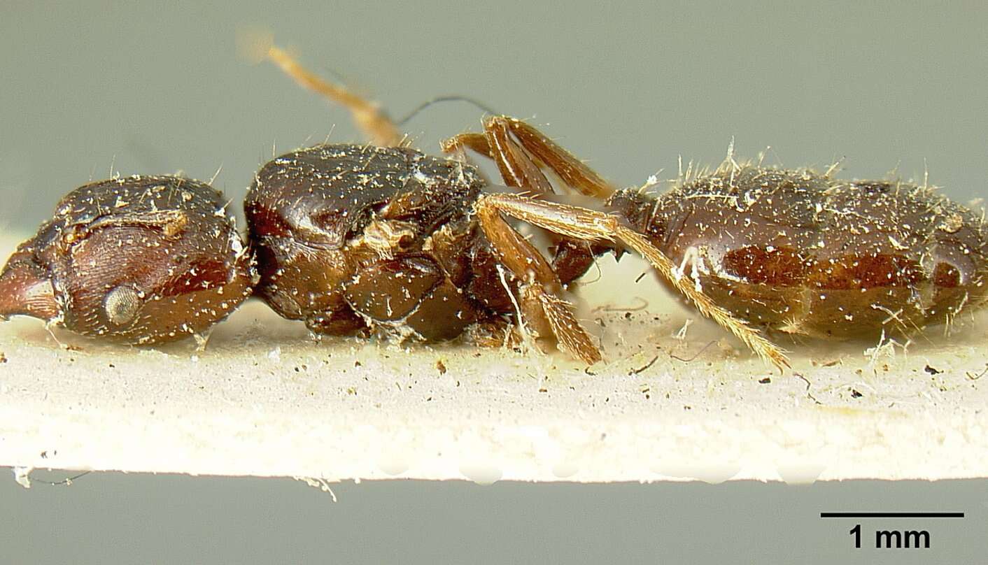 Image of Pheidole stulta Forel 1886