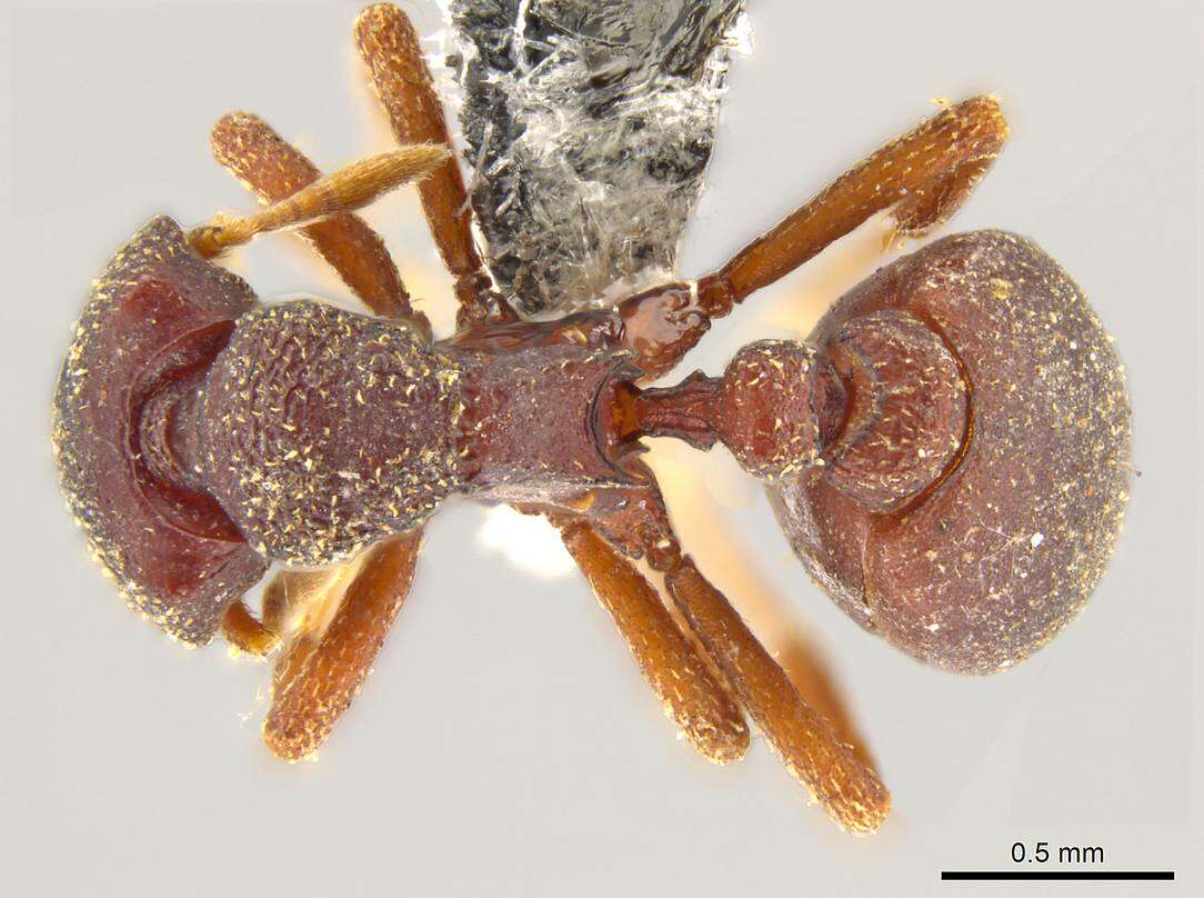 Image of <i>Octostruma gymnosoma</i>