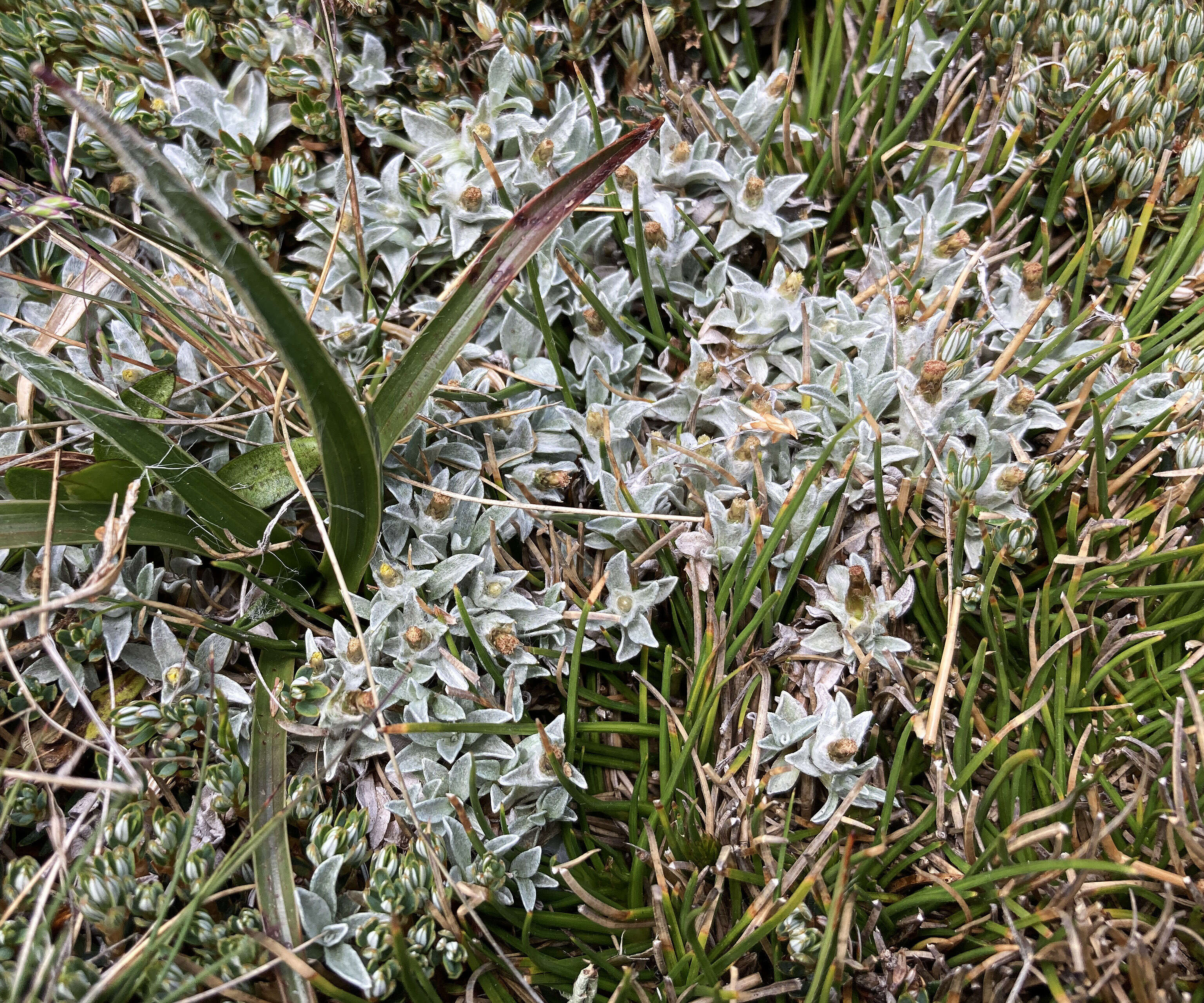 Image de Argyrotegium mackayi (Buchan.) J. M. Ward & Breitw.