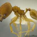 Image of Pheidole aripoensis