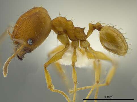 Image of Pheidole aripoensis