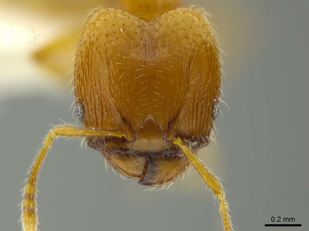 Image of <i>Pheidole asperithorax</i>