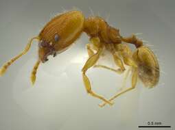 Image of <i>Pheidole asperithorax</i>