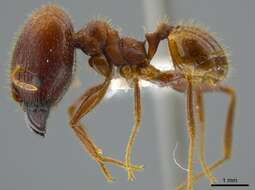 Image of <i>Pheidole astur</i>