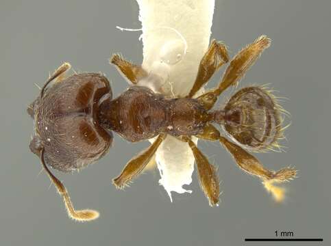 Image of Pheidole binasifera