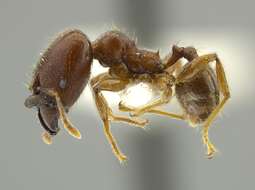 Image of Pheidole binasifera