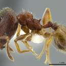 Image of Pheidole bison