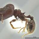 Image of Pheidole bufo