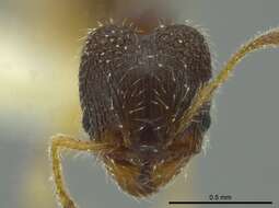 Image of <i>Pheidole ceibana</i>