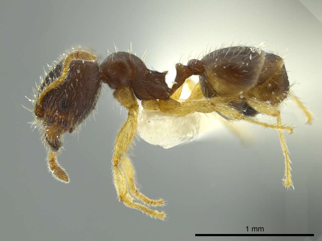 Image of <i>Pheidole ceibana</i>