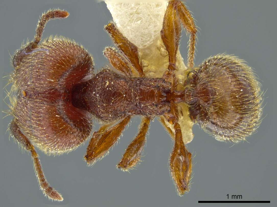 Image of Pheidole coveri