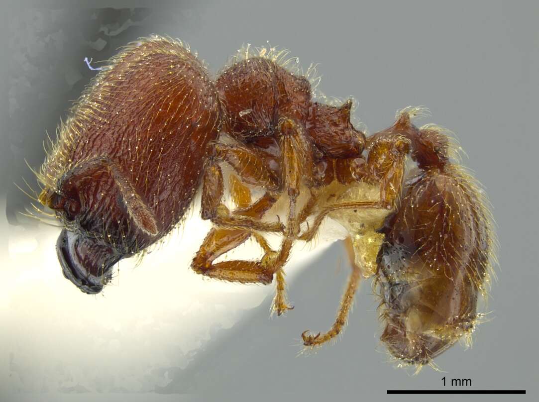 Image of Pheidole coveri