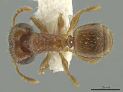 Image of Pheidole harrisonfordi